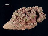 3 - Tallo su conchiglia di gasteropode
